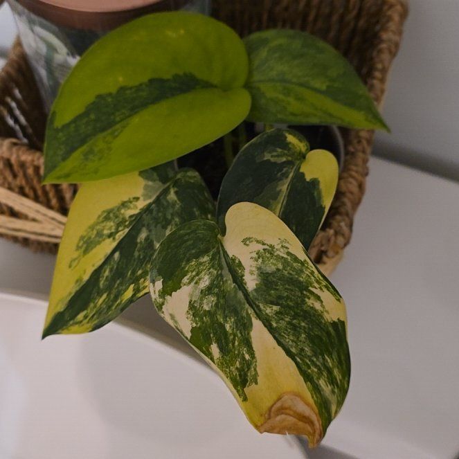 Photo of the plant species Scindapsus Jade Satin Aurea Variegated by @ProRye5 named Kobe on Greg, the plant care app