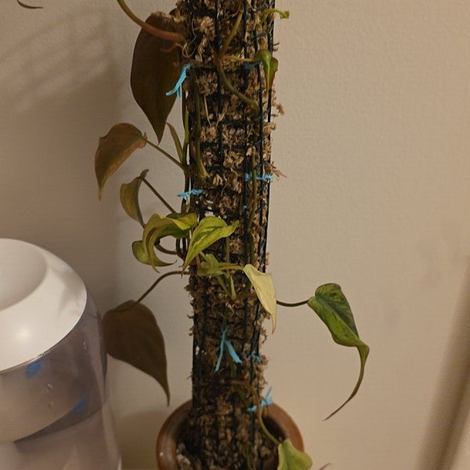 Photo of the plant species Variegated Philodendron Micans Aurea by @ProRye5 named Luna on Greg, the plant care app