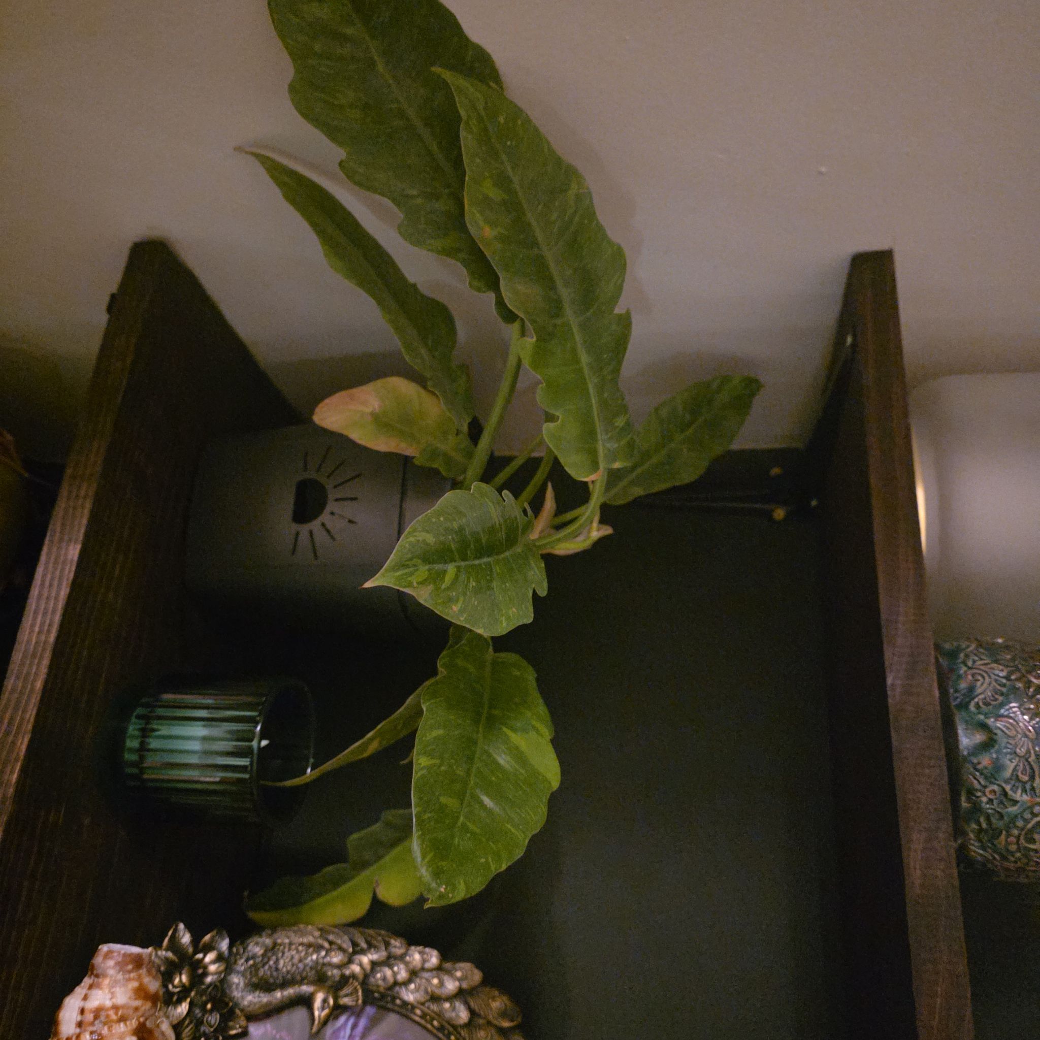 Photo of the plant species Philodrendron Ring Of Fire by @ProRye5 named GR Johnny Cash on Greg, the plant care app