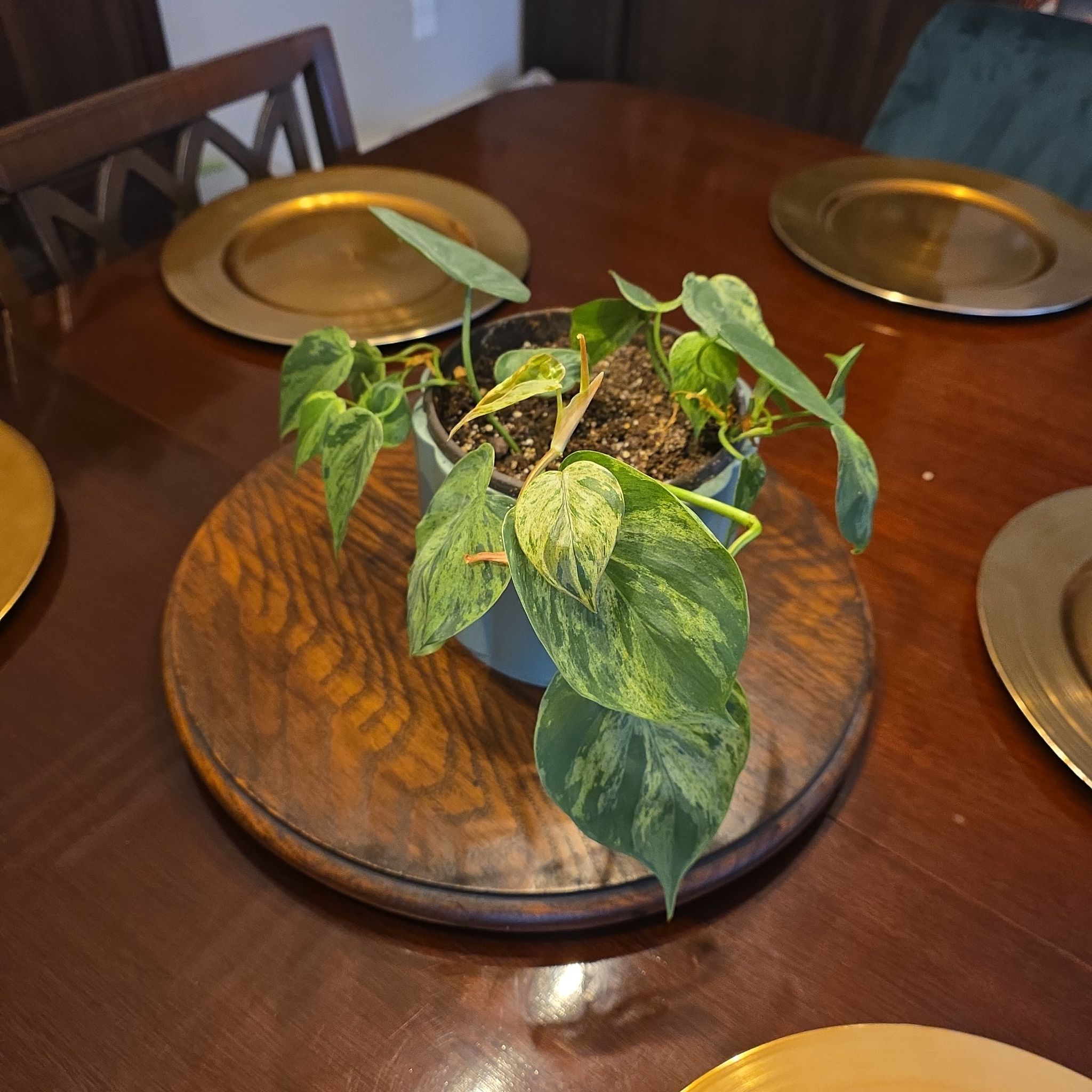 Photo of the plant species Variegated Heartleaf Philodendron by @ProRye5 named DR Lovey on Greg, the plant care app