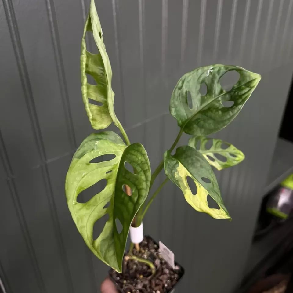 Photo of the plant species Aurea Swiss Cheese Plant by @ProRye5 named Leaf Erickson on Greg, the plant care app
