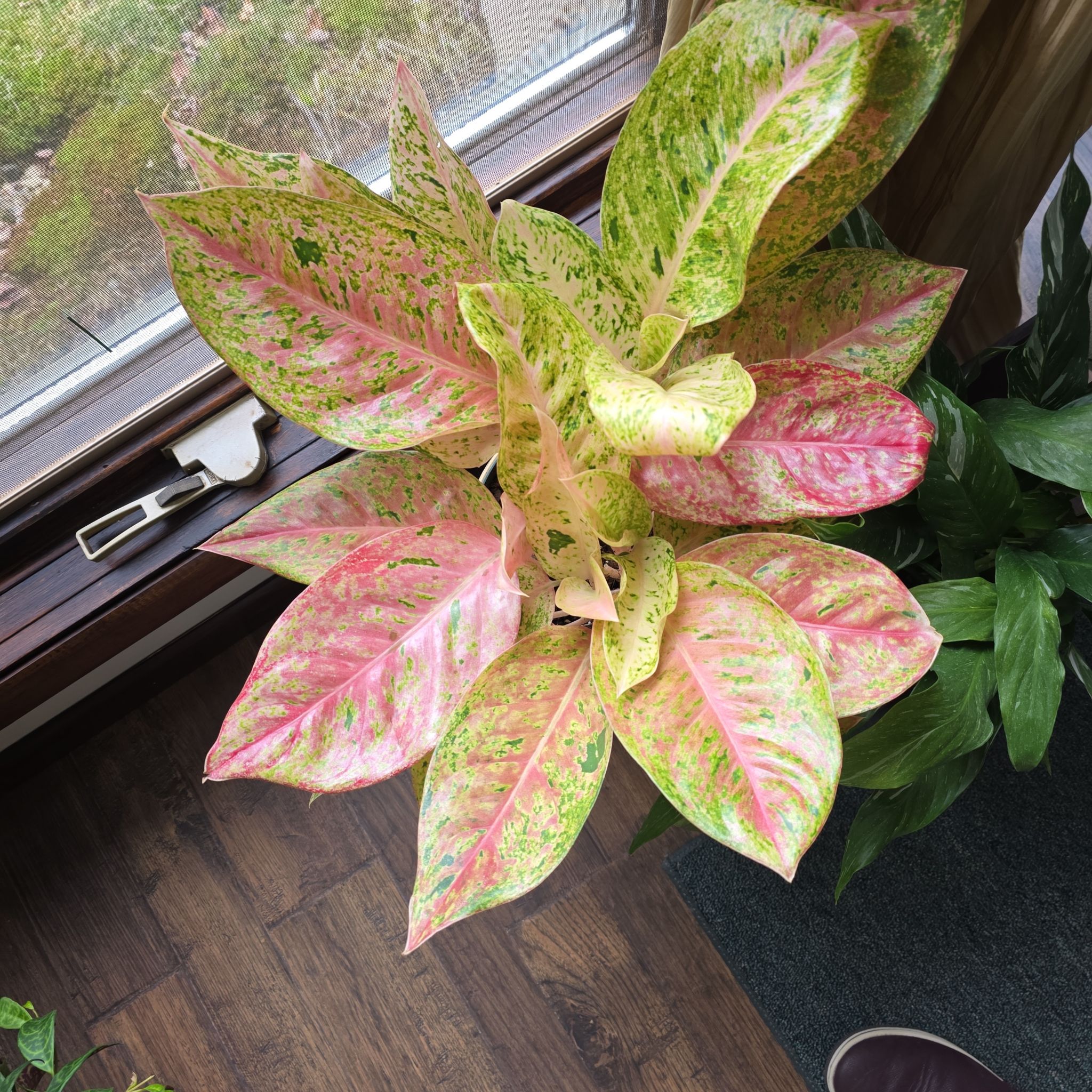 Photo of the plant species Chinese Evergreen by @ProRye5 named DR Cardi D on Greg, the plant care app