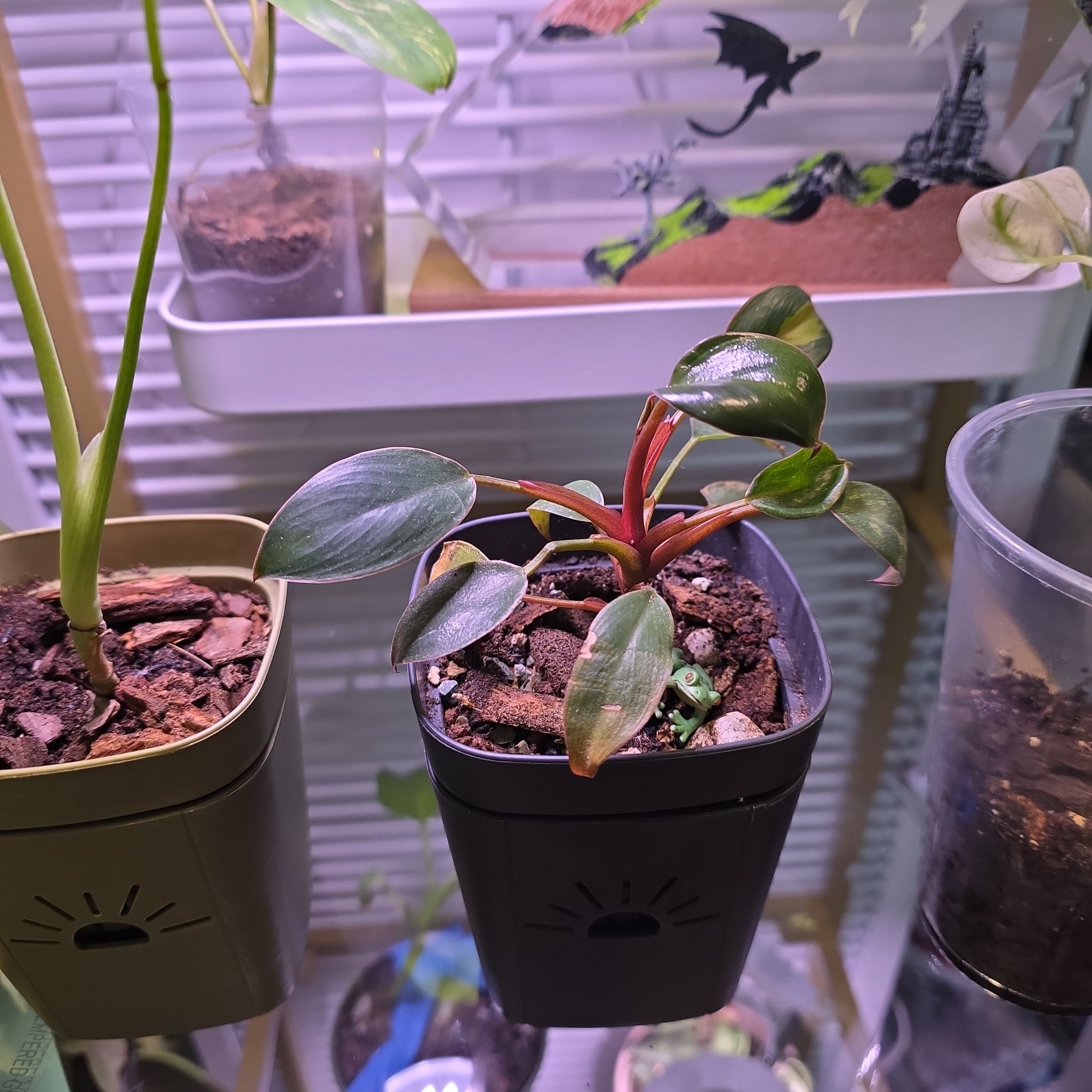Photo of the plant species Red Congo Variegated by @ProRye5 named OF Robert Plant on Greg, the plant care app