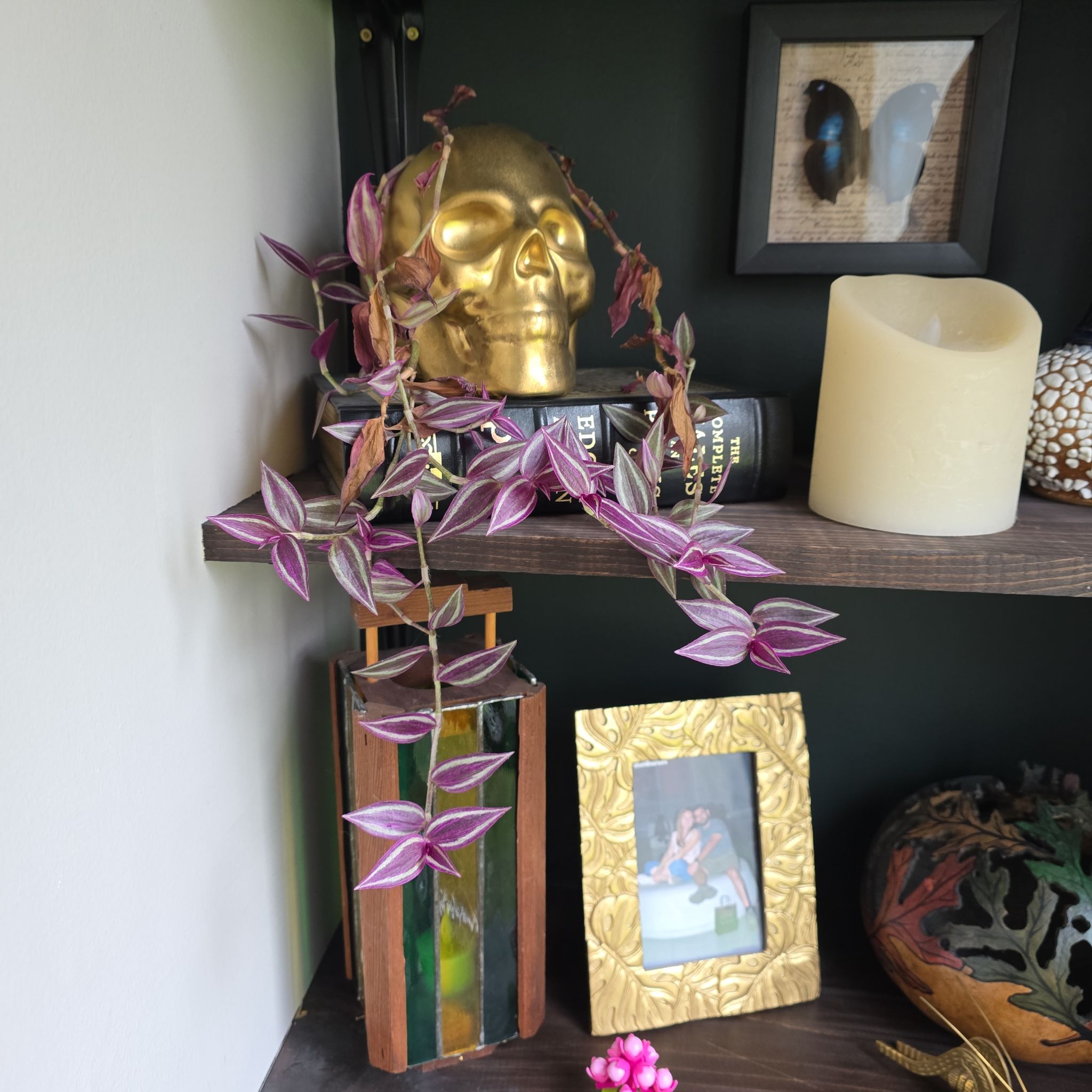 Photo of the plant species Tradescantia 'Pink Paradise' by @ProRye5 named DR Tahini on Greg, the plant care app
