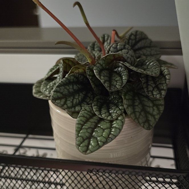 Photo of the plant species Peperomia Greyhound by @BabyJuniper90 named Daphne on Greg, the plant care app