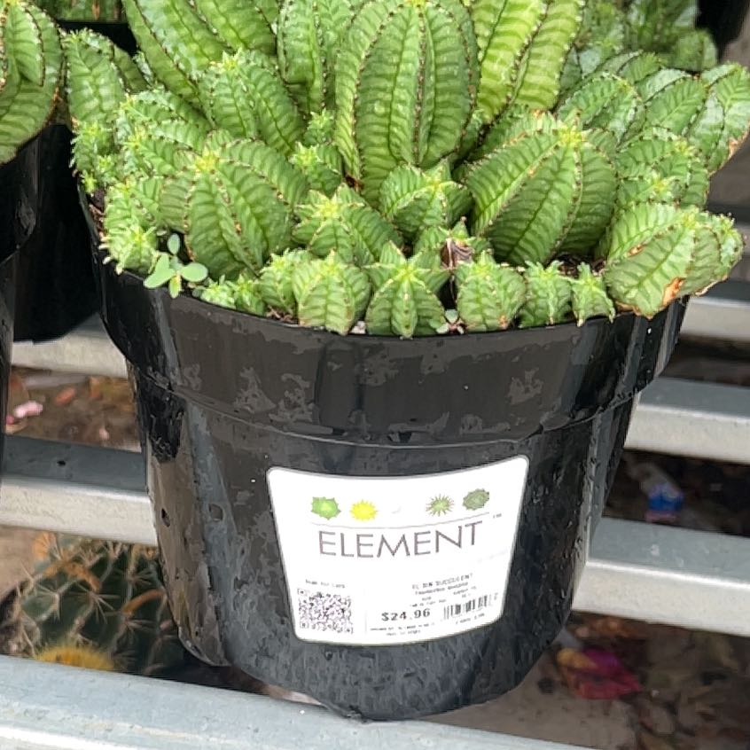 Photo of the plant species Succulent by @IdealHeather13 named Leaf Erickson on Greg, the plant care app