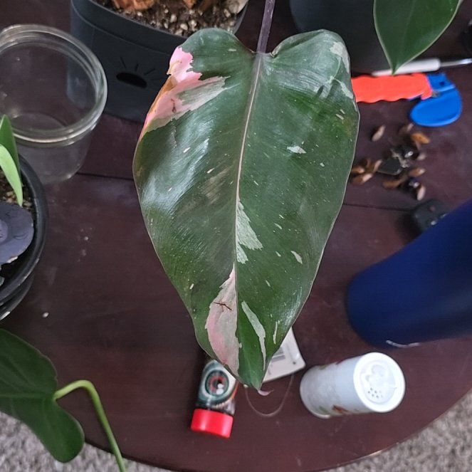 Photo of the plant species Pink Princess Galaxy by @AnewShallot28 named Sol on Greg, the plant care app