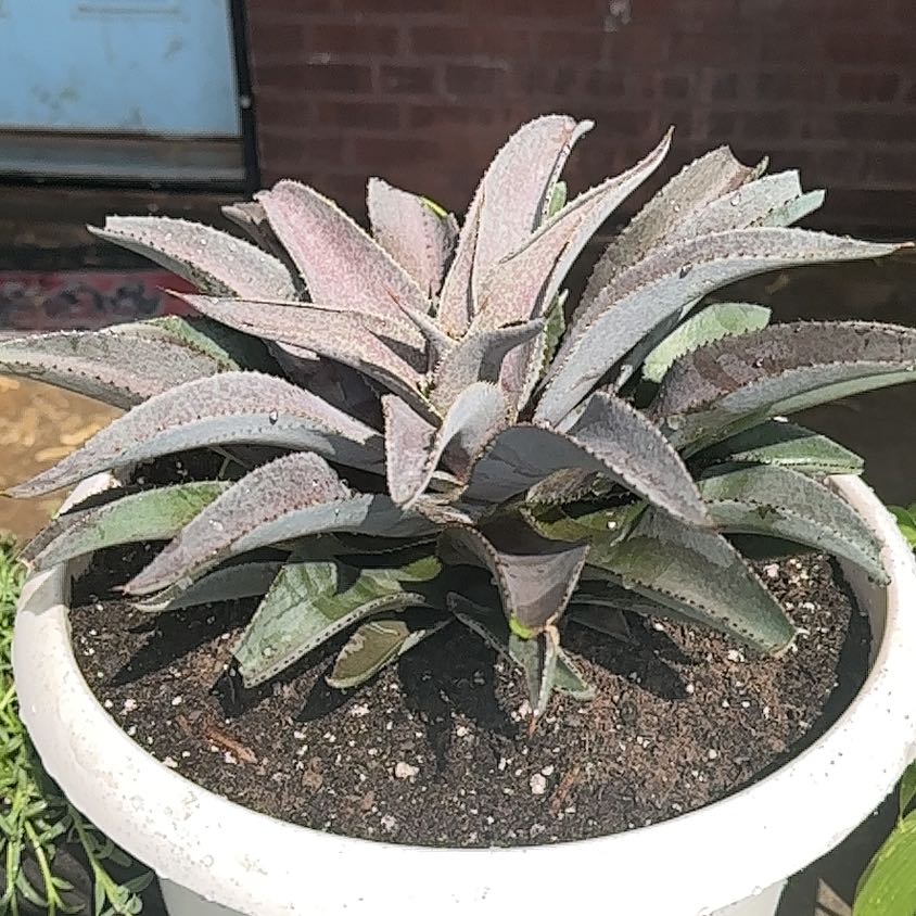 Photo of the plant species Mangave Purple People Eater by @GrowingGowers named CatNap on Greg, the plant care app