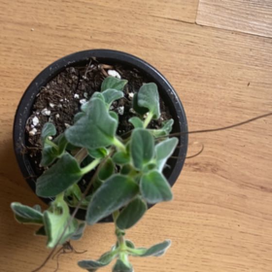 Photo of the plant species Streptocarpella 'Blue' by @ChicPegaropa19 named Spike Leaves on Greg, the plant care app