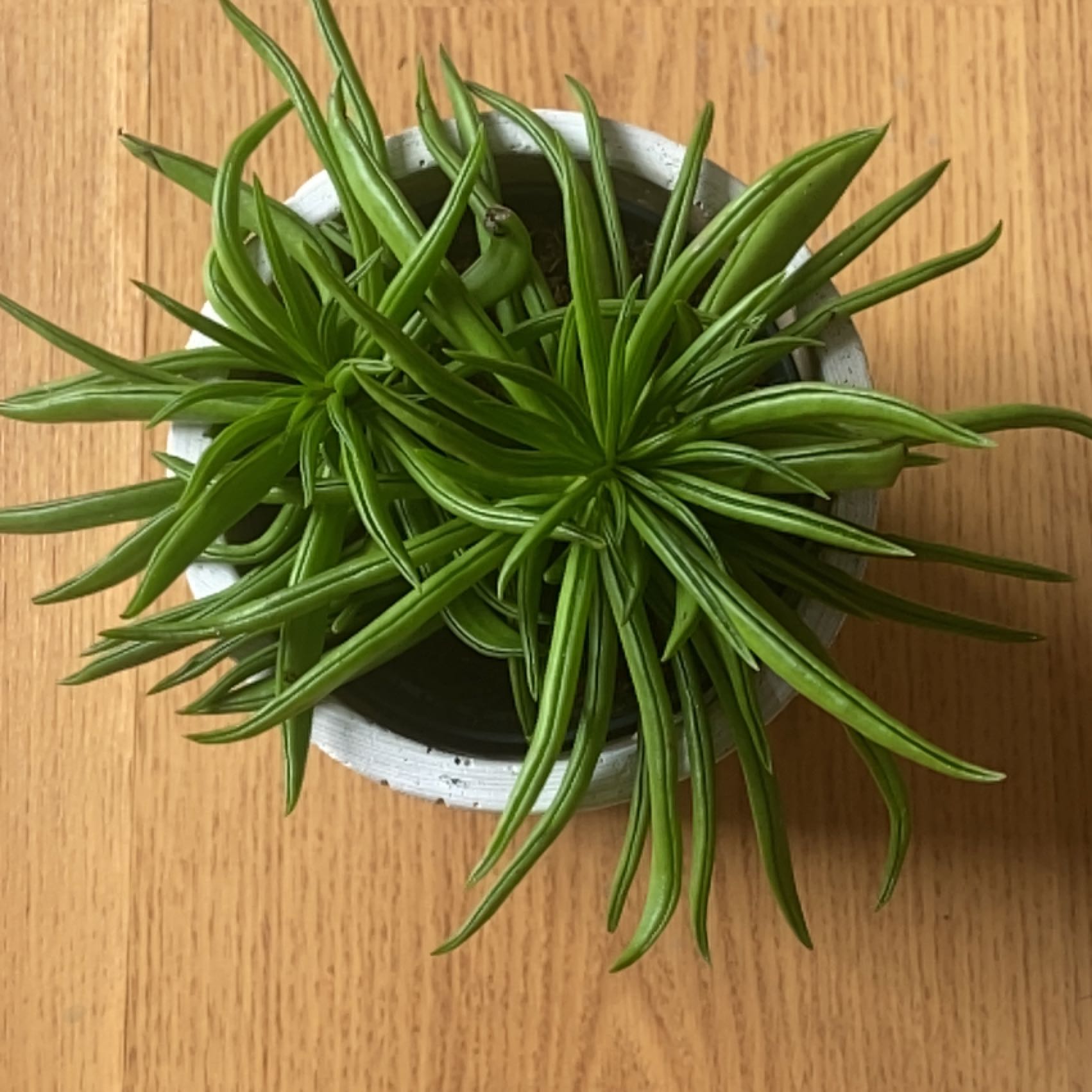 Photo of the plant species Happy Bean Peperomia by @ChicPegaropa19 named Lebron on Greg, the plant care app