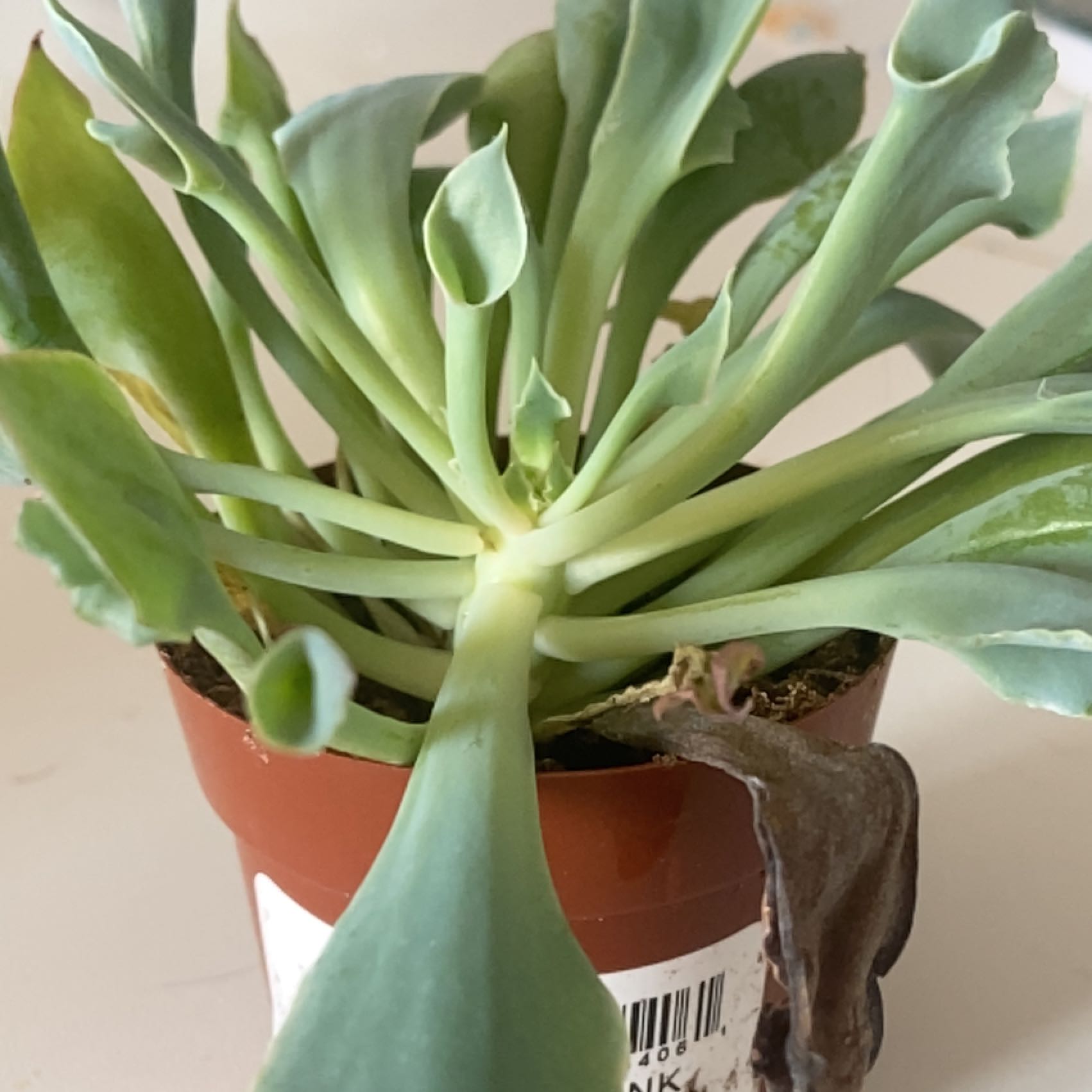 Photo of the plant species Echeveria Pink Trumpet by @ChicPegaropa19 named Sherlock on Greg, the plant care app