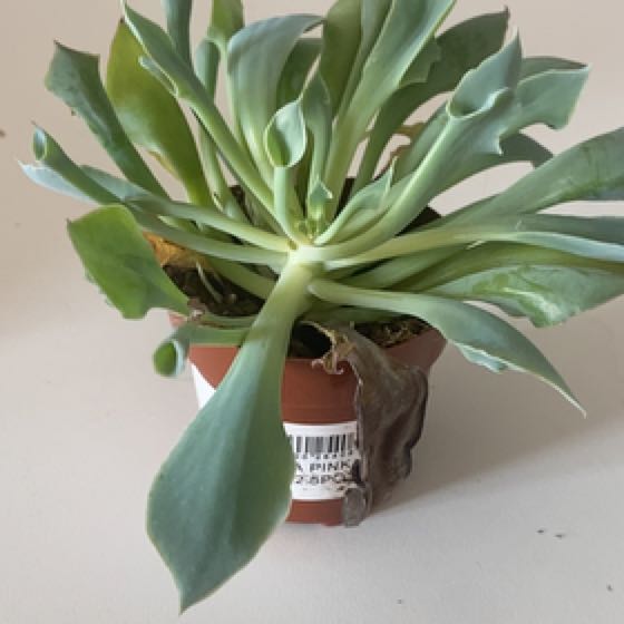 Photo of the plant species Echeveria Pink Trumpet by @ChicPegaropa19 named Athena on Greg, the plant care app