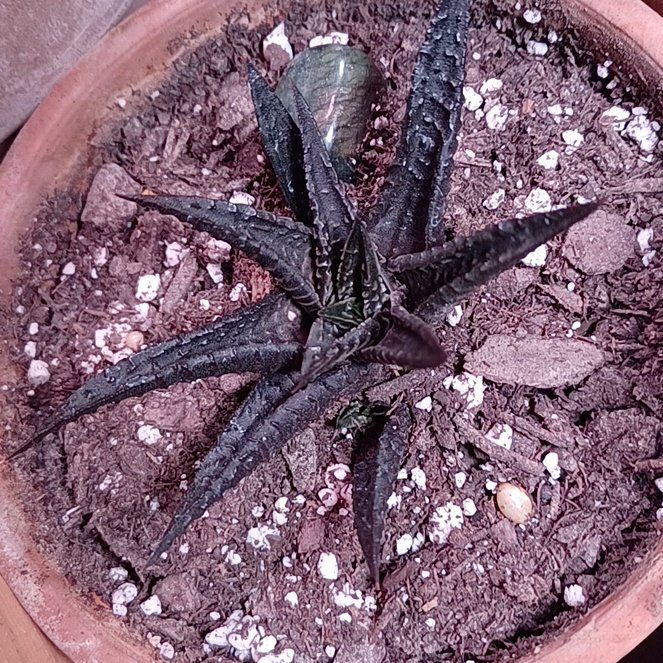 Photo of the plant species Zebra Plant by @FunDill67 named Zilla on Greg, the plant care app