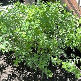 Photo of the plant species Blue Wild Indigo by @TiptopPlanera91 named Bodhi on Greg, the plant care app
