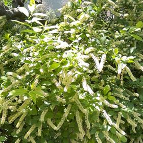 Photo of the plant species Virginia Sweetspire by @TiptopPlanera91 named Khaleesi on Greg, the plant care app