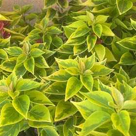 Plant care for Gold Bougainvillea on Greg, the plant care app