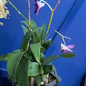 Photo of the plant species Pink Rock Orchid by @LastingCorn76 named Rainier on Greg, the plant care app