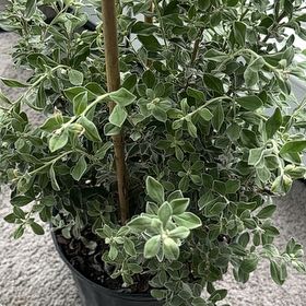 Photo of the plant species Japanese Holly by @Altheaplants named Holly on Greg, the plant care app