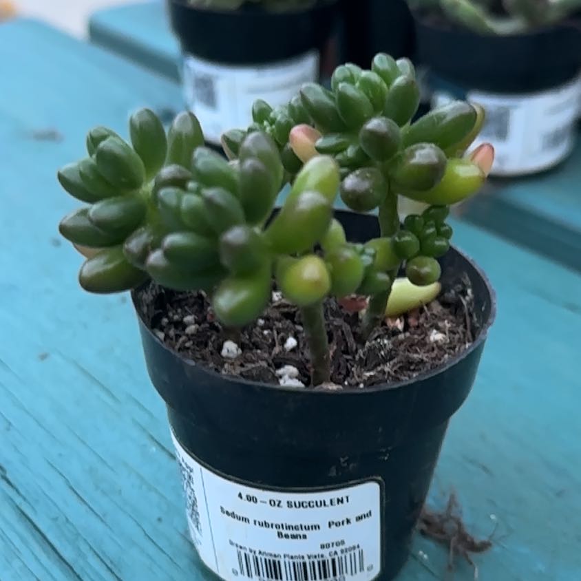 Photo of the plant species Jelly Bean Plant by @UltraCatbrier77 named Forrest on Greg, the plant care app