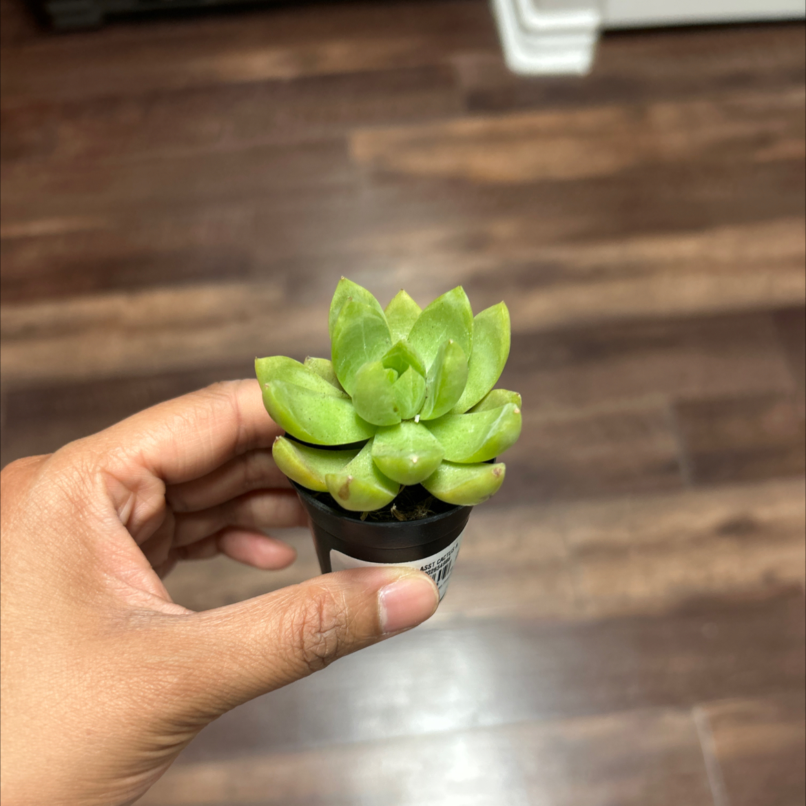 Photo of the plant species Echeveria 'Grey Red' by @SaviorCamphor63 named Treeyoncé on Greg, the plant care app