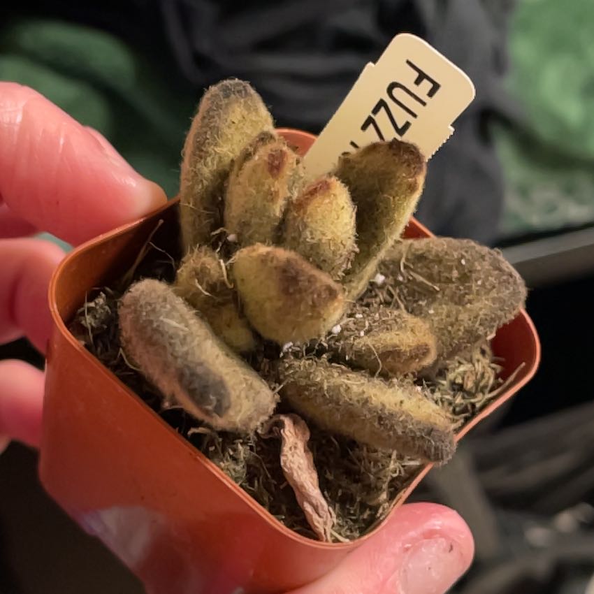 Photo of the plant species Chickpea Milkvetch by @SisterDuranta32 named Queen on Greg, the plant care app