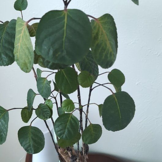 Photo of the plant species Aralia Fabian by @SavvyPawpaw66 named Remington on Greg, the plant care app