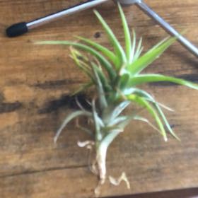 Photo of the plant species Albida Minor Air Plant by @RousingAdelinia named Spike Leaves on Greg, the plant care app