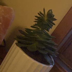 Photo of the plant species Mexican Firecracker by @ToughCorn named Beckham on Greg, the plant care app