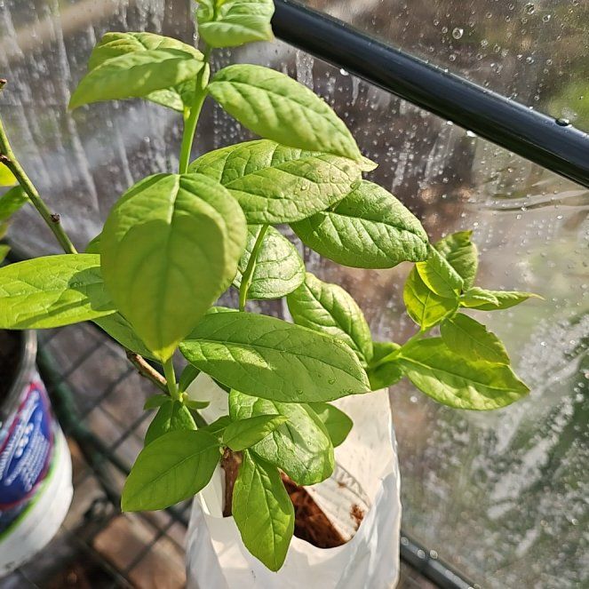 Photo of the plant species Blueray Blueberry by @FoxyKawakawa23 named Surya on Greg, the plant care app