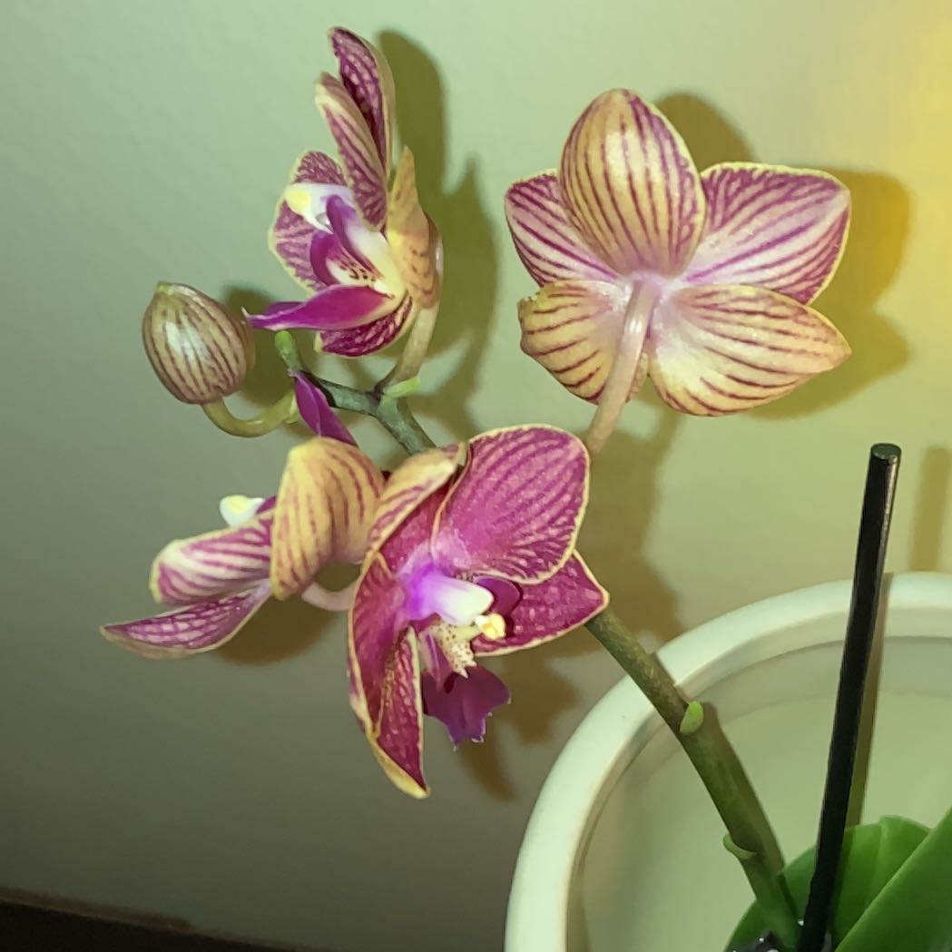 Photo of the plant species Striped Sun Orchid by @FlashyRhipsalis named Stella on Greg, the plant care app