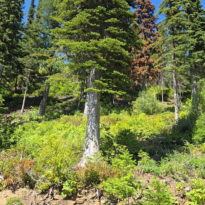 Photo of the plant species Silver Pine by @FulfilledPignut named Surya on Greg, the plant care app