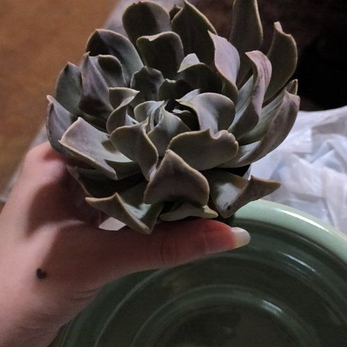 Photo of the plant species Echeveria 'Arabella' by @ColossalRedpine named Delilah on Greg, the plant care app