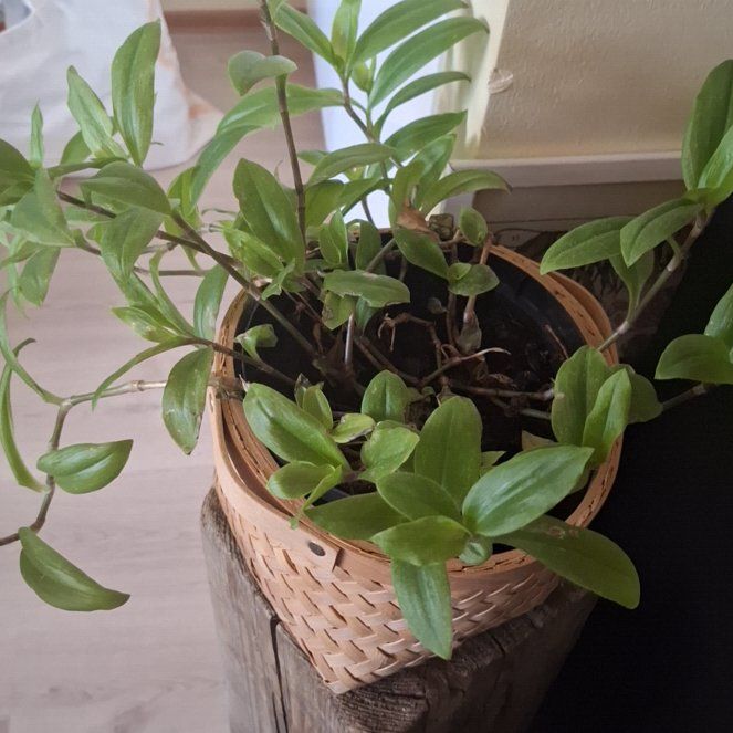 Photo of the plant species Tradescantia 'Maiden's Blush' by @YesOakmoss49 named Leonardo on Greg, the plant care app