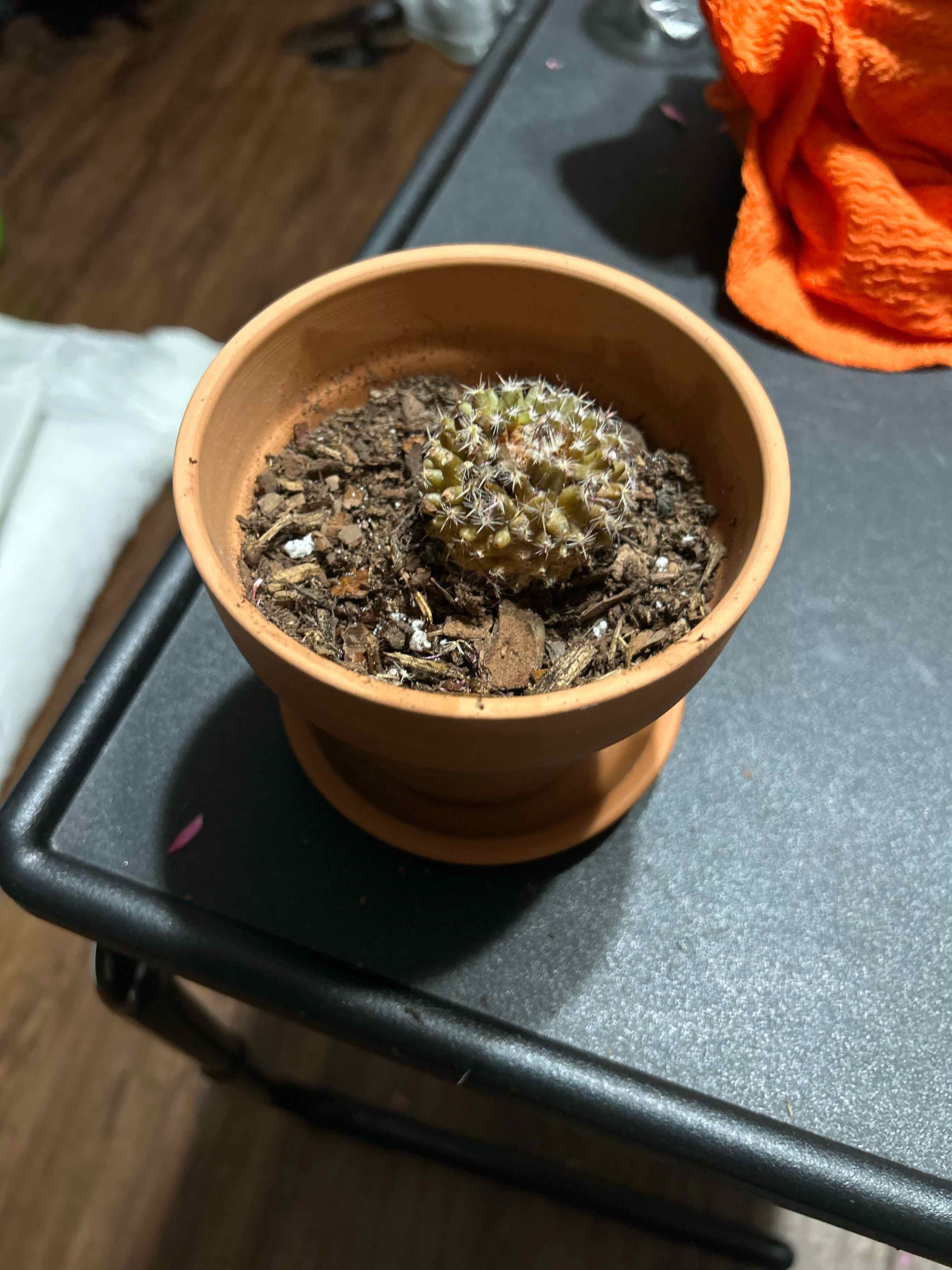 Small Comb Hedgehog Cactus in a terracotta pot with visible soil.