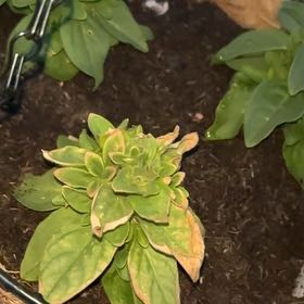 Photo of the plant species Petunia Surfinia® Sky Blue by @SavoryRedbetel named Sanders on Greg, the plant care app