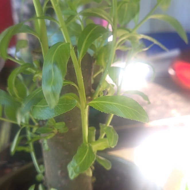 Photo of the plant species Lucky Brazillian Wood by @RealCapemay45 named Hemingway on Greg, the plant care app
