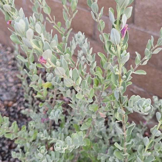 Photo of the plant species Texas Barometer Bush by @PrettyMarjoram named McKinley on Greg, the plant care app