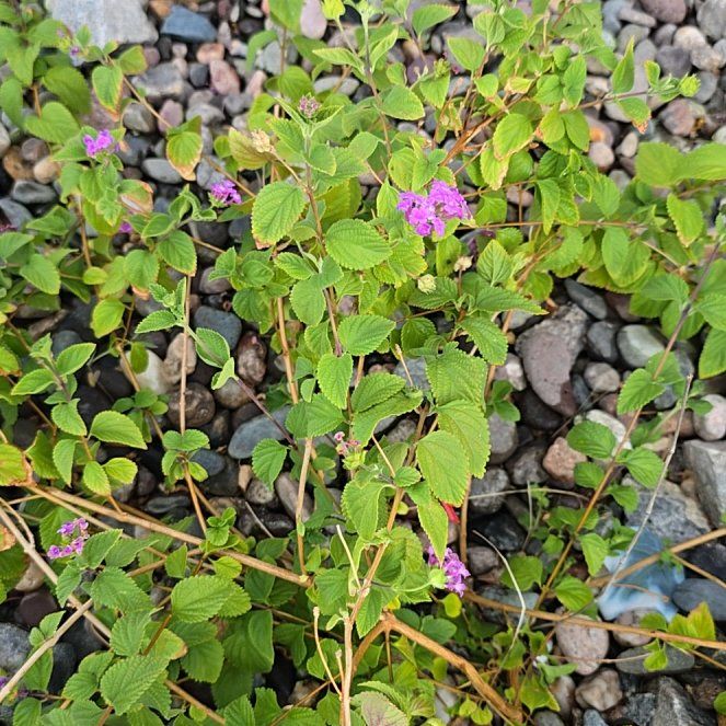 Photo of the plant species Trailing Lantana by @PrettyMarjoram named Lebron on Greg, the plant care app