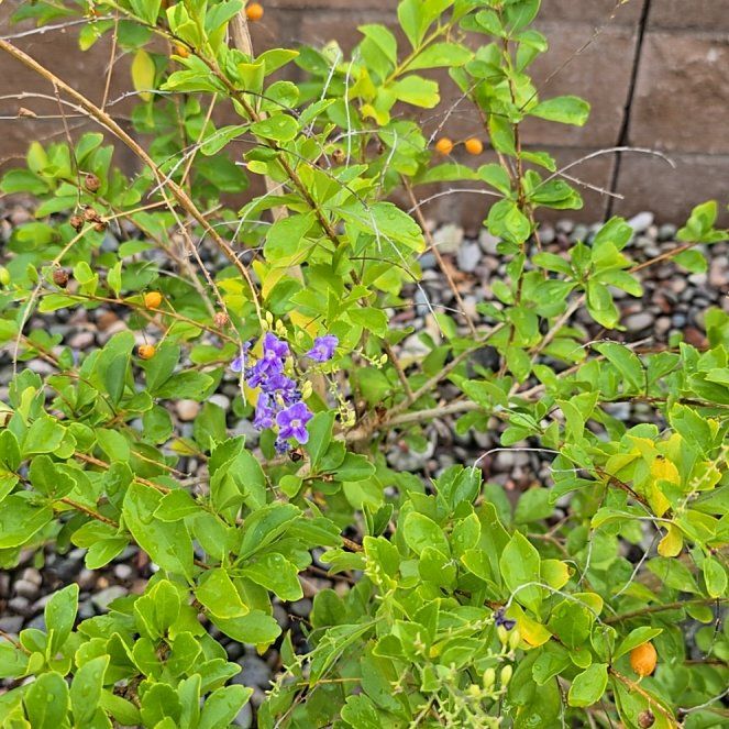 Photo of the plant species Duranta Erecta by @PrettyMarjoram named Hamilton on Greg, the plant care app