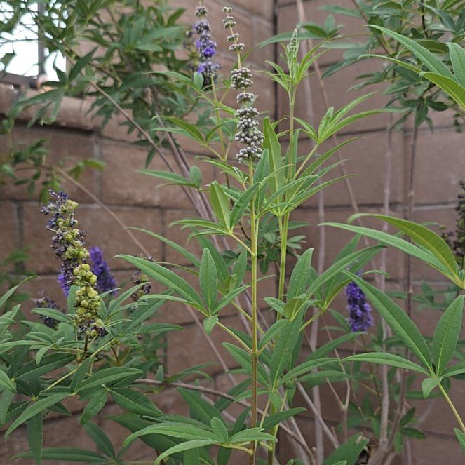 Photo of the plant species Chaste Tree by @PrettyMarjoram named Willow on Greg, the plant care app