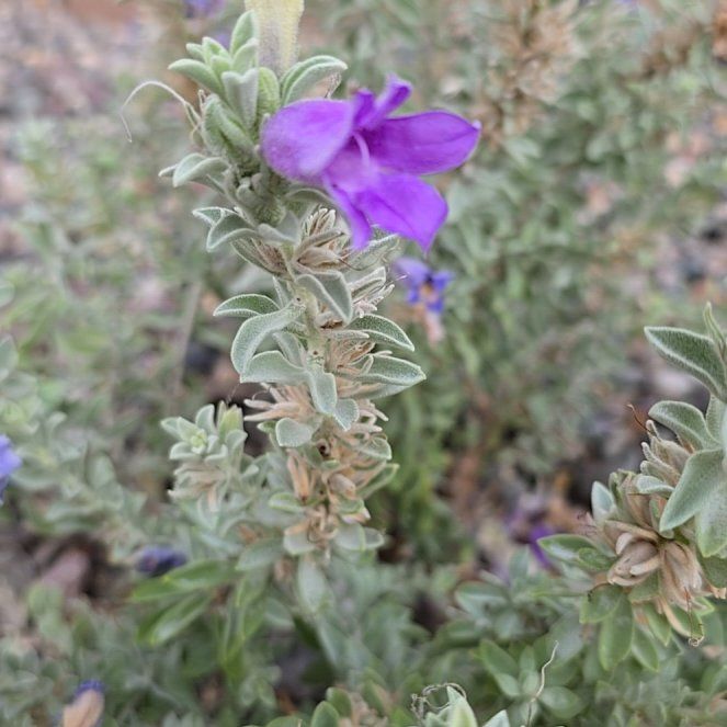 Photo of the plant species Texas Barometer Bush by @PrettyMarjoram named Gaga on Greg, the plant care app