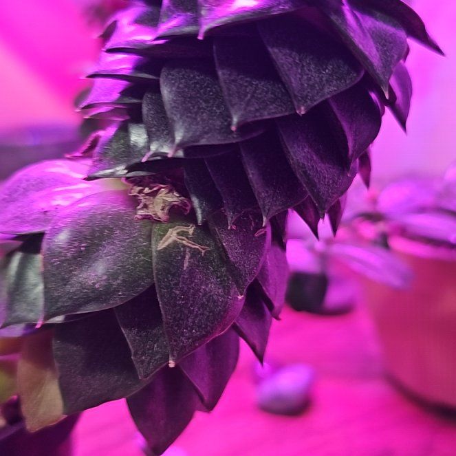 Photo of the plant species Echeveria purpusorum 'Green Gilva' by @TycoonGuasca95 named Tupot amaroot on Greg, the plant care app