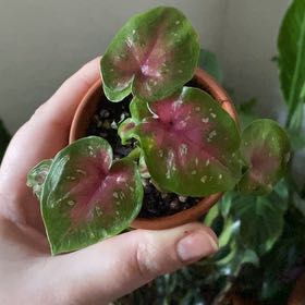 Photo of the plant species Caladium 'Pink' by @AK.Electra named Fernie Mercury on Greg, the plant care app