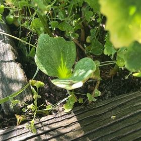 Photo of the plant species California Golden Violet by @GoodNettediris named Kesha on Greg, the plant care app