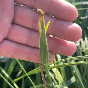 Photo of the plant species Yellow Salsify by @GoodNettediris named Coco on Greg, the plant care app