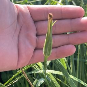 Photo of the plant species Yellow Salsify by @GoodNettediris named Doja Cat on Greg, the plant care app