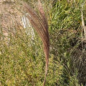 Photo of the plant species Maiden Grass by @GoodNettediris named Bella on Greg, the plant care app