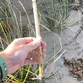 Photo of the plant species Calamagrostis arenaria by @GoodNettediris named Madonna on Greg, the plant care app