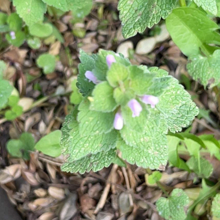 Photo of the plant species Purple Archangel by @GoodNettediris named Harry on Greg, the plant care app