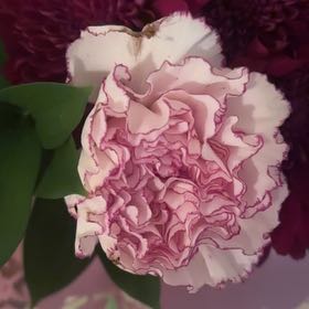 Photo of the plant species Common Peony by @TotalCarrot17 named Michelle Branch on Greg, the plant care app